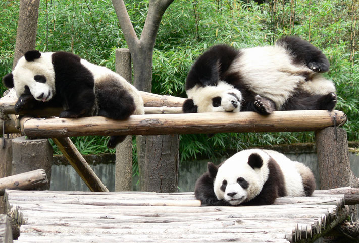 Giant Panda